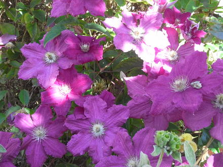 Clematis. 'Ville de Lyon' (Clematis. 'Ville de Lyon')