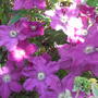Clematis__ville_de_lyon_