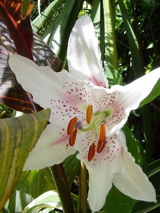 Lilies in the Exotic garden. July 22nd 2008