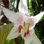 Lilies in the Exotic garden. July 22nd 2008