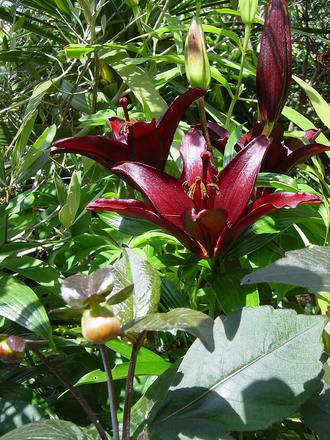 Lilies in the Exotic garden. July 22nd 2008 (asiatic lily)