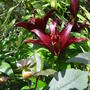 Lilies in the Exotic garden. July 22nd 2008 (asiatic lily)