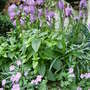 The_garden_july_22nd_2008_007