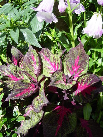 A garden flower photo