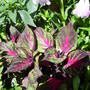 The_garden_july_22nd_2008_009