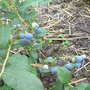 blueberries