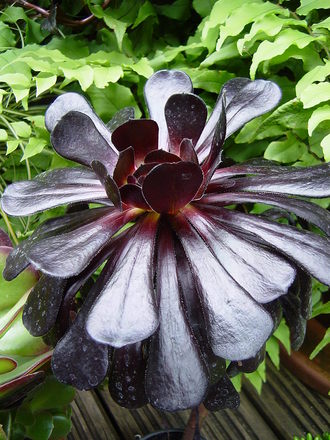 Purple tree Aeonium. July 22nd 2008.