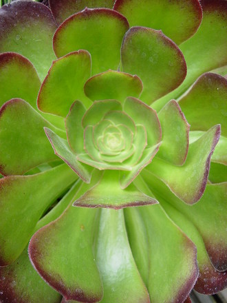 Aeonium  'Blushing beauty'
