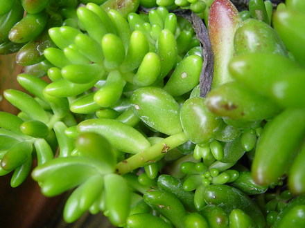 Aloe striatula