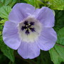 Nicandra physaloides