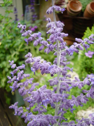 Perovskia 'Blue spire' (Russian sage)