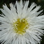 Shasta daisy (Leucanthemum Aglaia.)