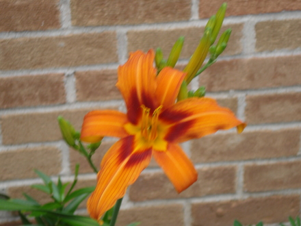 A garden flower photo