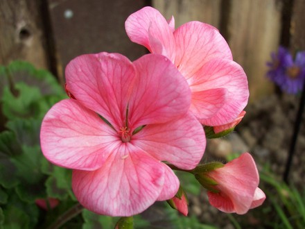 A garden flower photo