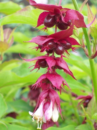 A garden flower photo