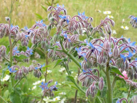 A garden flower photo