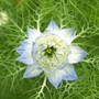 Nigella