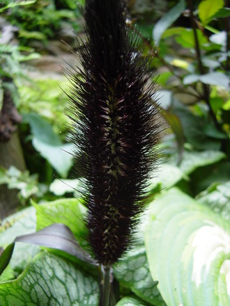 Ornamental Millet.