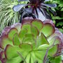 The_garden_july_22nd_2008_047