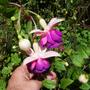 Picture_388
