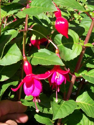 Fuchsia - Beacon