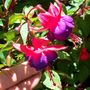 Picture_407