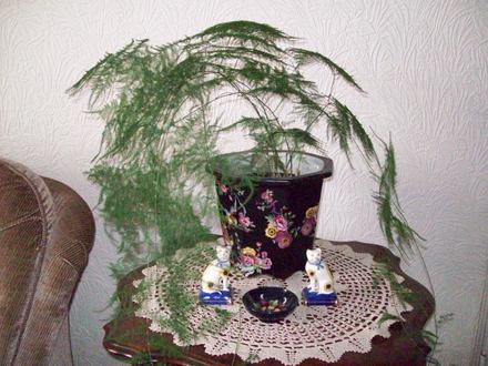 What's this plant called ?