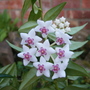 Picture_727