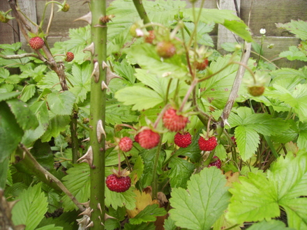Alpine Strawberry fruits 07.08 (Fragaria vesca (Vistabile))