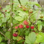 Alpinestrawberriesvistabilefenceborder01