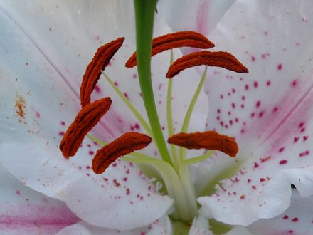 Exotic Lily study