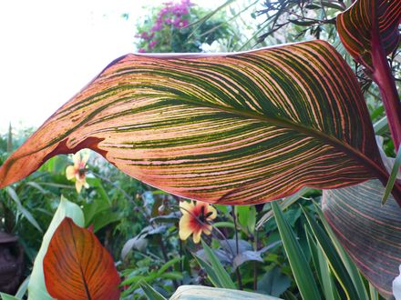Canna leaf study by Alan Elms.