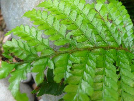 Fern leaf study. July 22nd 2008.