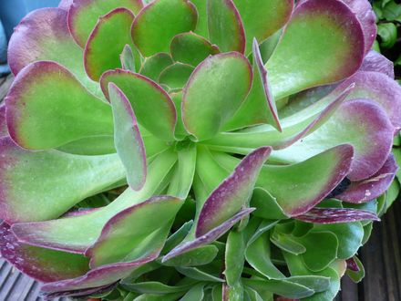 Aeonium study. July 22nd 2008.