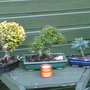 bonsai