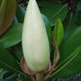 Magnolia grandiflora 'Exmouth' - bud (Magnolia grandiflora 'Exmouth')