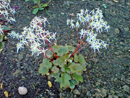 saxifraga (saxifraga fortunei)