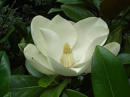 Magnolia grandiflora 'Exmouth' (Magnolia grandiflora 'Exmouth')