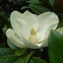 Magnolia grandiflora