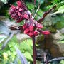 Lobelia 'Queen Victoria beginning to flower.July 2008. (Lobelia cardinalis (Cardinal flower))