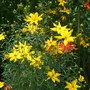 Coreopsis_vercillicata