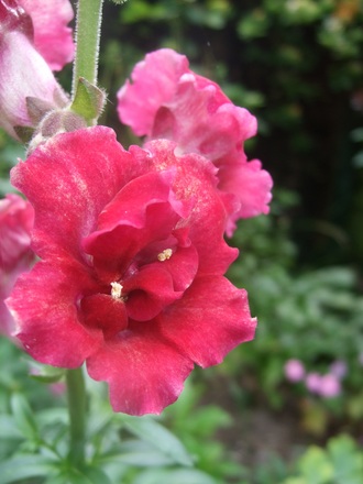 Butterfly Antirrhinum (Antirrhinum majus)