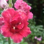 Antirrhinum majus