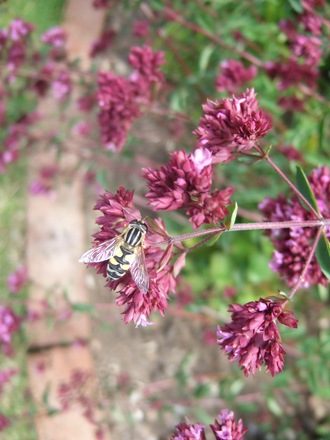 Origanum 'Herrenhausen' and friend. (Origanum)