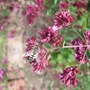 Origanum 'Herrenhausen' and friend. (Origanum)