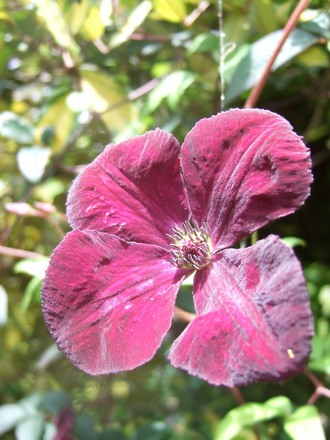 Clematis viticella 'Royal_Velours' (Clematis viticella)