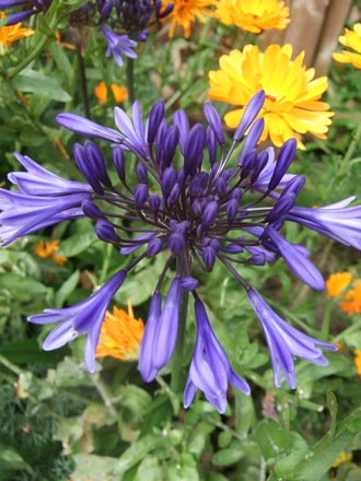 Agapanthus 'Navy Blue' (Agapanthus)