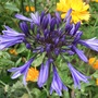 Agapanthus__navy_blue_