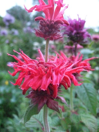 Red Monarda (Monarda)