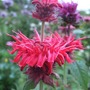 Red_monarda_1